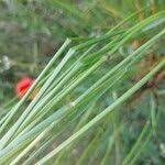 Attēlu rezultāti vaicājumam “Calamagrostis canescens fruit”