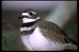 Image result for Charadrius vociferus