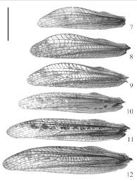 Attēlu rezultāti vaicājumam “Chortippus sp.”