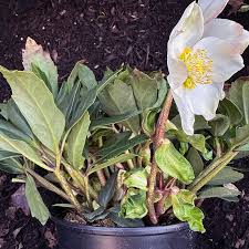 Attēlu rezultāti vaicājumam “Helleborus niger”