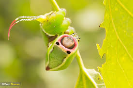 Attēlu rezultāti vaicājumam “Cerura vinula larva”