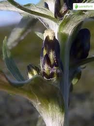 Attēlu rezultāti vaicājumam “Gnaphalium sylvaticum flower”