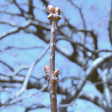 Attēlu rezultāti vaicājumam “Syringa reticulata subsp. amurensis leaf”
