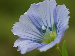 Image result for Linum usitatissimum