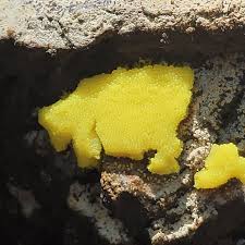 Attēlu rezultāti vaicājumam “Stemonitis flavogenita”