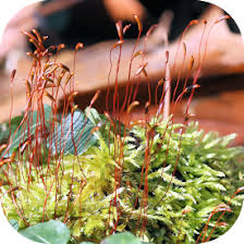 Attēlu rezultāti vaicājumam “Callicladium haldanianum”