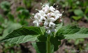 Attēlu rezultāti vaicājumam “Valerianaceae”
