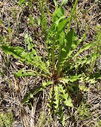 Attēlu rezultāti vaicājumam “Taraxacum suecicum leaf”