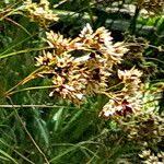 Attēlu rezultāti vaicājumam “Luzula luzuloides”