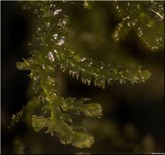 Attēlu rezultāti vaicājumam “Lepidozia reptans”