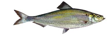 Image result for Alosa aestivalis