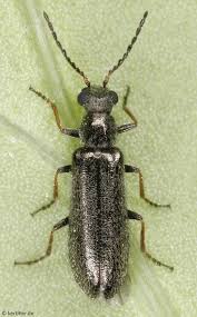 Attēlu rezultāti vaicājumam “Dasytidae”