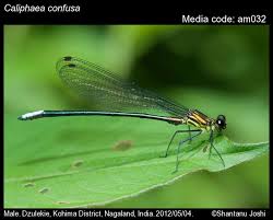 Attēlu rezultāti vaicājumam “Calopterygidae”