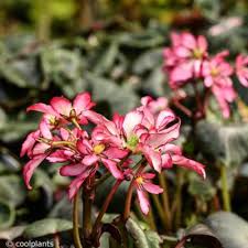 Attēlu rezultāti vaicājumam “Philadelphus lemoinei flower”
