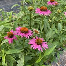 Attēlu rezultāti vaicājumam “Echinacea purpurea leaf”