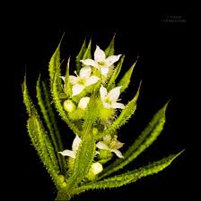 Attēlu rezultāti vaicājumam “Galium aparine fruit”