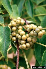 Attēlu rezultāti vaicājumam “Phellodendron amurense fruit”