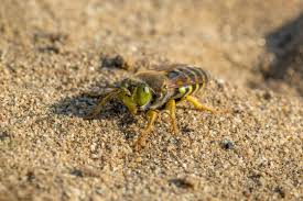 Attēlu rezultāti vaicājumam “Bembix rostrata”