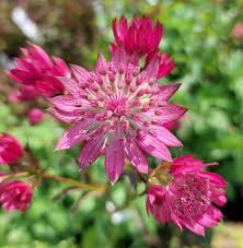 Attēlu rezultāti vaicājumam “Astrantia major fruit”