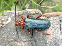 Attēlu rezultāti vaicājumam “Rhamnusium bicolor”
