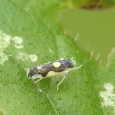 Attēlu rezultāti vaicājumam “Eupteryx vittata”