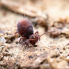 Attēlu rezultāti vaicājumam “Symphypleona”