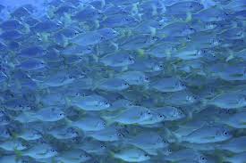 Image result for Pomadasys incisus