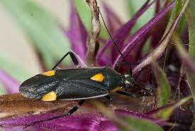 Attēlu rezultāti vaicājumam “Capsodes gothicus”