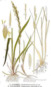 Attēlu rezultāti vaicājumam “Elytrigia repens subsp. arenosa”