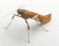 Attēlu rezultāti vaicājumam “Caloptilia stigmatella”