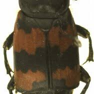 Attēlu rezultāti vaicājumam “Nicrophorus investigator”