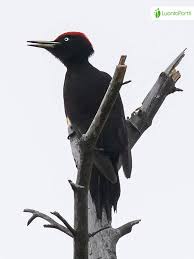 Attēlu rezultāti vaicājumam “Dryocopus martius”