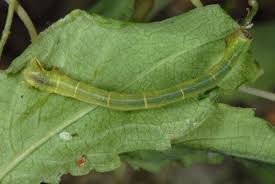 Attēlu rezultāti vaicājumam “Ecliptopera silaceata”