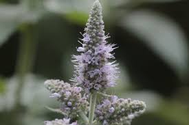 Attēlu rezultāti vaicājumam “Mentha longifolia flower”