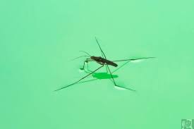 Attēlu rezultāti vaicājumam “Gerridae imago”