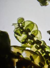 Attēlu rezultāti vaicājumam “Frullania tamarisci macro”