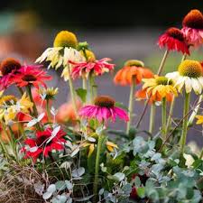 Image result for Echinacea Lustre hybrids