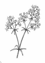 Attēlu rezultāti vaicājumam “Galium palustre fruit”