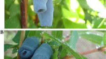 Attēlu rezultāti vaicājumam “Lonicera caerulea var. pallasii fruit”