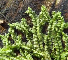 Attēlu rezultāti vaicājumam “Lophocolea bidentata”