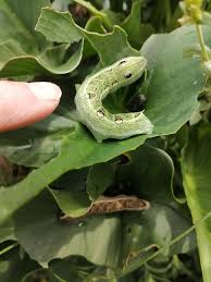 Image result for pheega