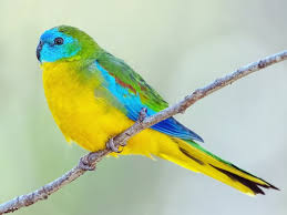 Attēlu rezultāti vaicājumam “Comatricha pulchella”