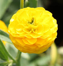 Attēlu rezultāti vaicājumam “Ranunculus elatior flower”