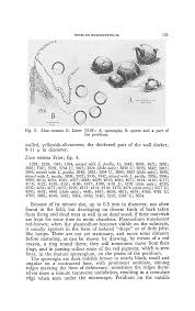 Attēlu rezultāti vaicājumam “Licea pusilla sessile”