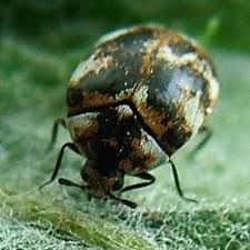 Attēlu rezultāti vaicājumam “Anthrenus verbasci”