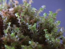 Attēlu rezultāti vaicājumam “Jungermannia hyalina cells”