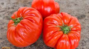 Afbeeldingsresultaat voor belarus orange tomato