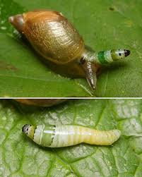 Attēlu rezultāti vaicājumam “Leucochloridium paradoxum”