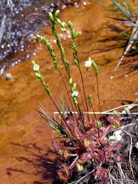 Attēlu rezultāti vaicājumam “Drosera rotundifolia flower”