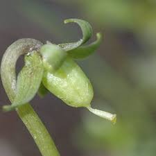 Attēlu rezultāti vaicājumam “Viola palustris leaf”